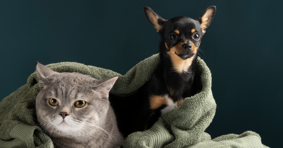 ¿PORQUE ES IMPORTANTE RENOVAR CALMING COLLAR CADA 60 DIAS?