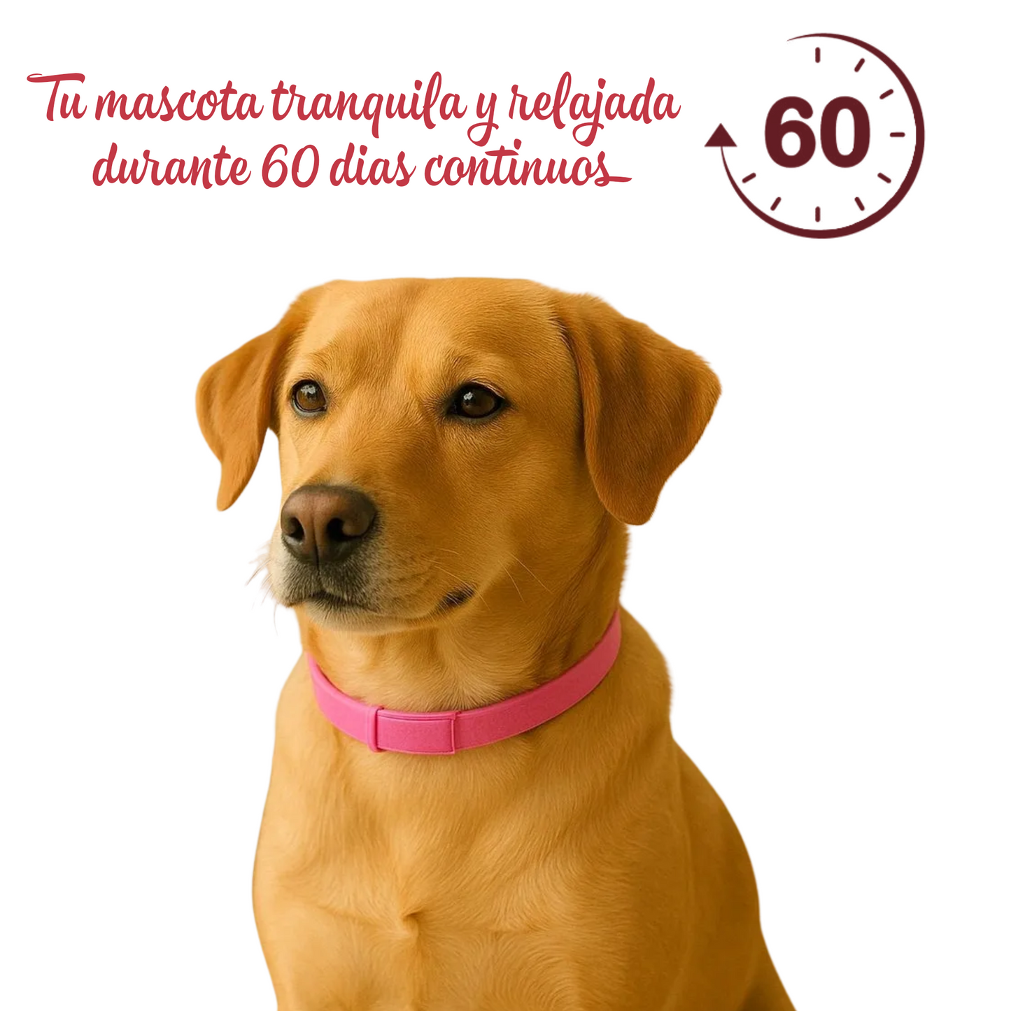 Calming Collar Perro - ROSA