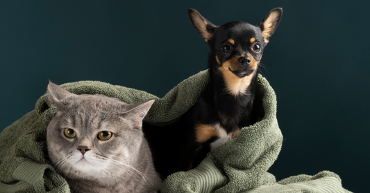 ¿PORQUE ES IMPORTANTE RENOVAR CALMING COLLAR CADA 60 DIAS?