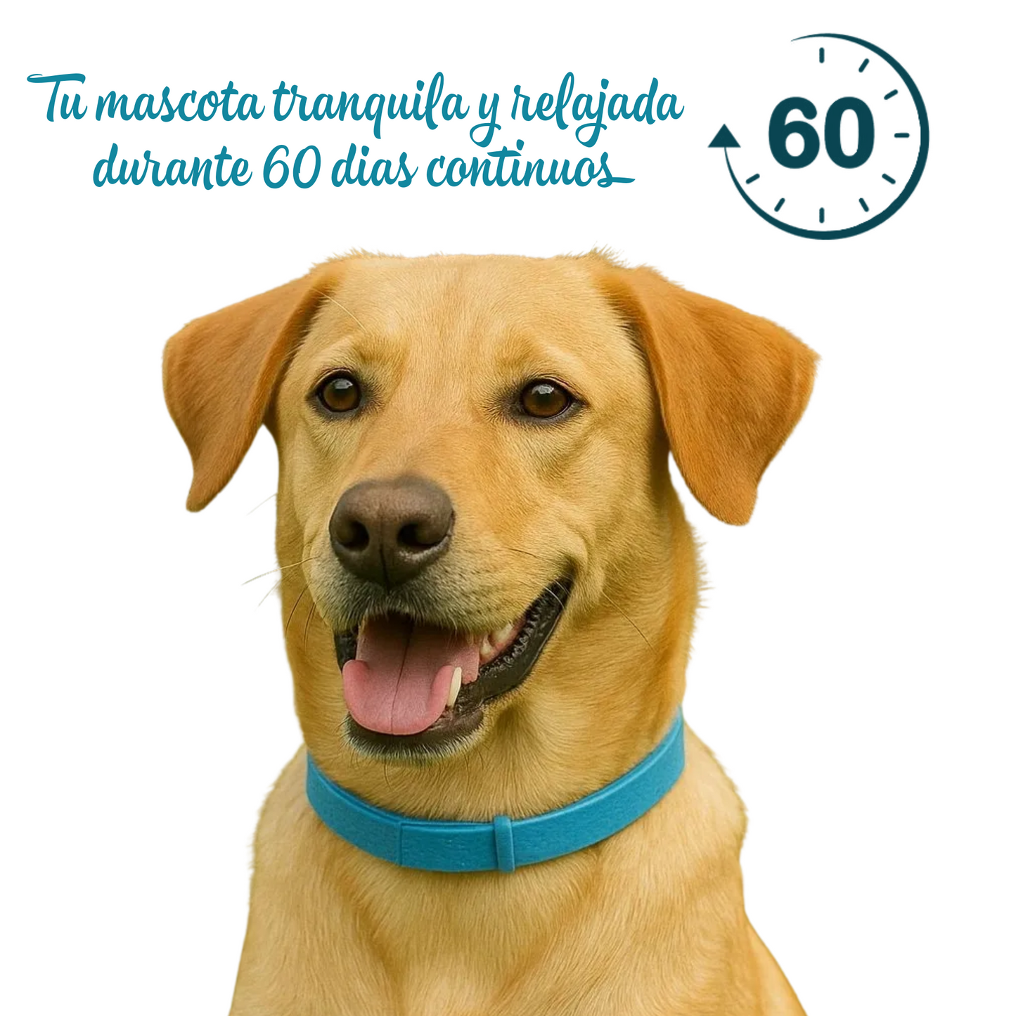 Calming Collar Perro - AZUL